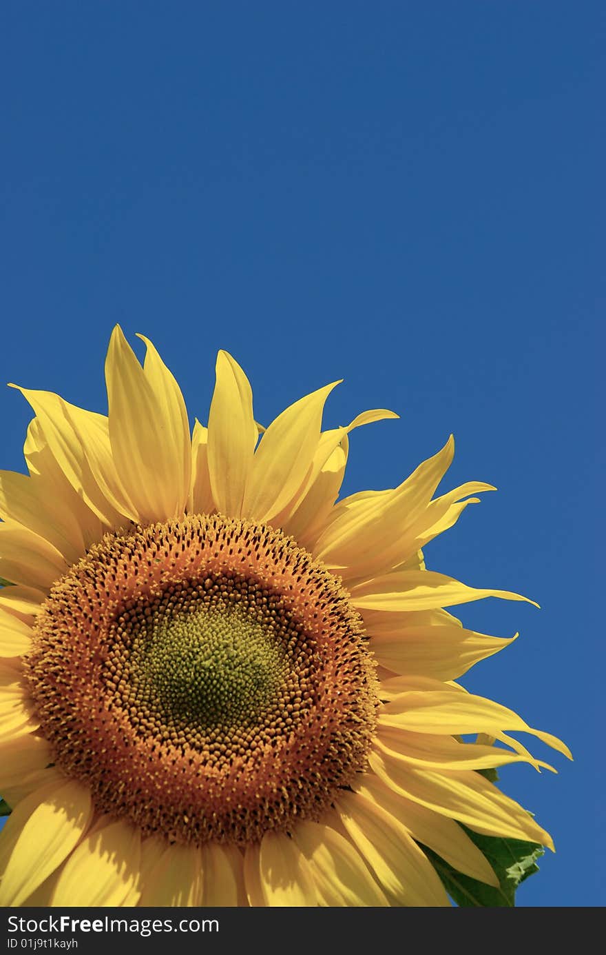 Sunflower with clear blue sky