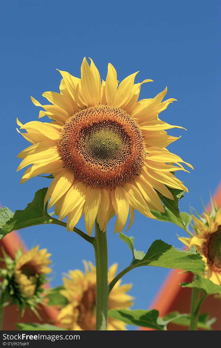 Sunflower with clear blue sky