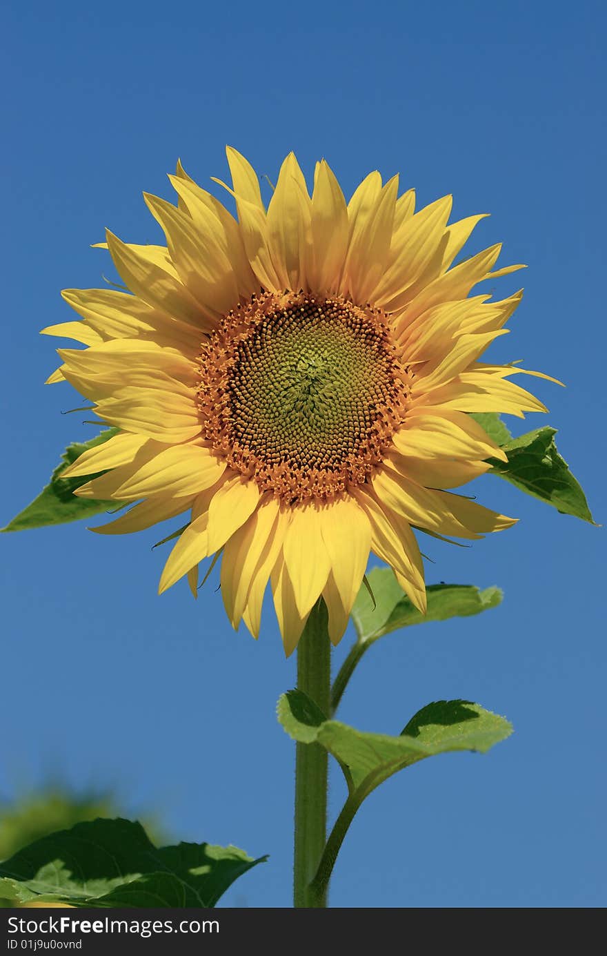 Sunflower with clear blue sky