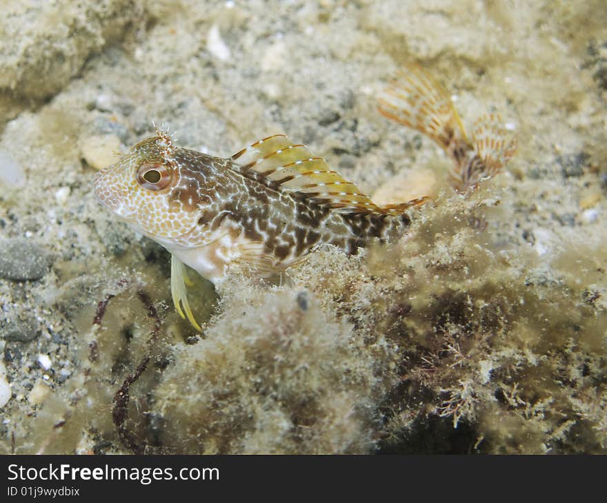 From Portofino, Italy, a little tompot blenny fish (mediterranean sea). 
Italian name: bavosa ruggine
english name: tompot blenny
scientific name: Parablennius gattorugine. From Portofino, Italy, a little tompot blenny fish (mediterranean sea). 
Italian name: bavosa ruggine
english name: tompot blenny
scientific name: Parablennius gattorugine