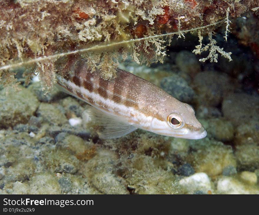 A little fish in mediterranean sea. Picture from Portofino, Italy, 12m deep. Italian name: perchia english name: comber scientific name: Serranus cabrilla. A little fish in mediterranean sea. Picture from Portofino, Italy, 12m deep. Italian name: perchia english name: comber scientific name: Serranus cabrilla