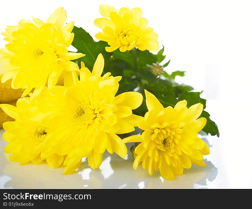 Bouquet from yellow colors on a white background. Bouquet from yellow colors on a white background