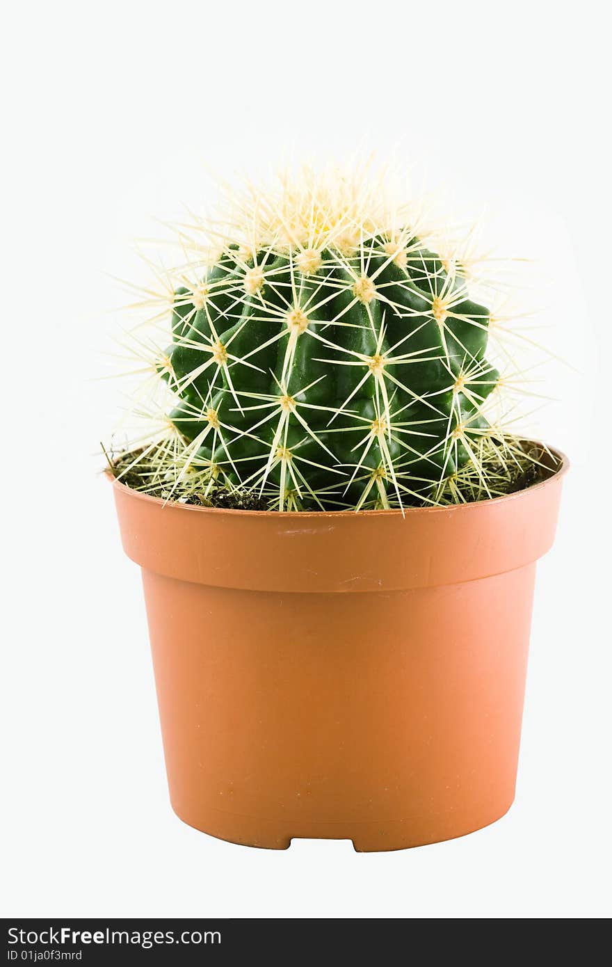 An image of green cactus in the  pot