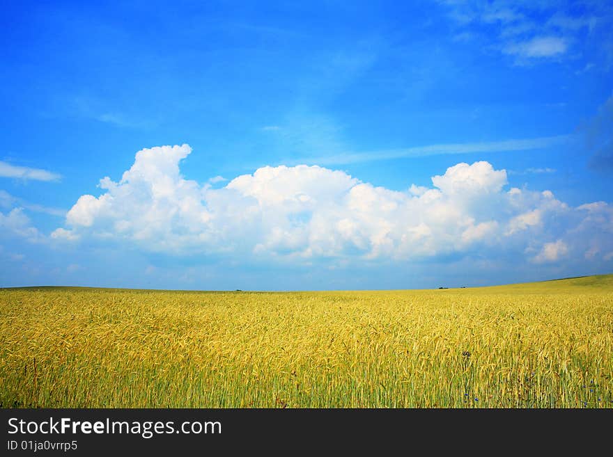 An image of yellow field of wheat and blue sky. An image of yellow field of wheat and blue sky