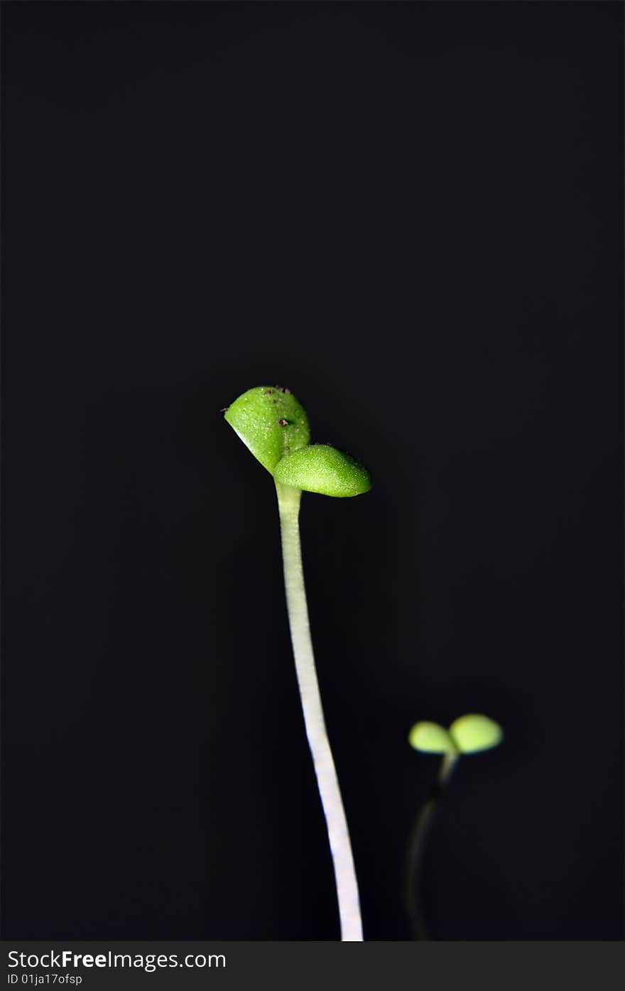 Closeup of a seedling isolated on black background