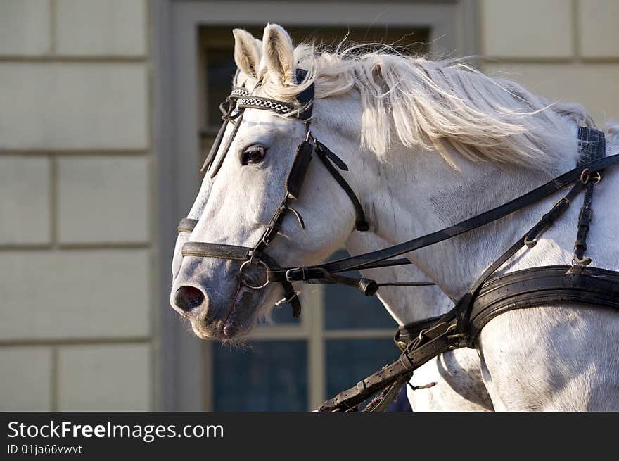 Two white horses in a team. Side view. Two white horses in a team. Side view.