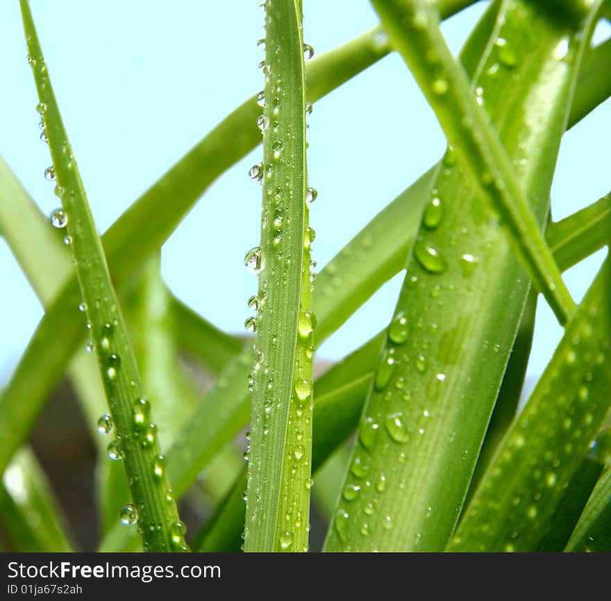 Green leaf with waredrops reflected in th water