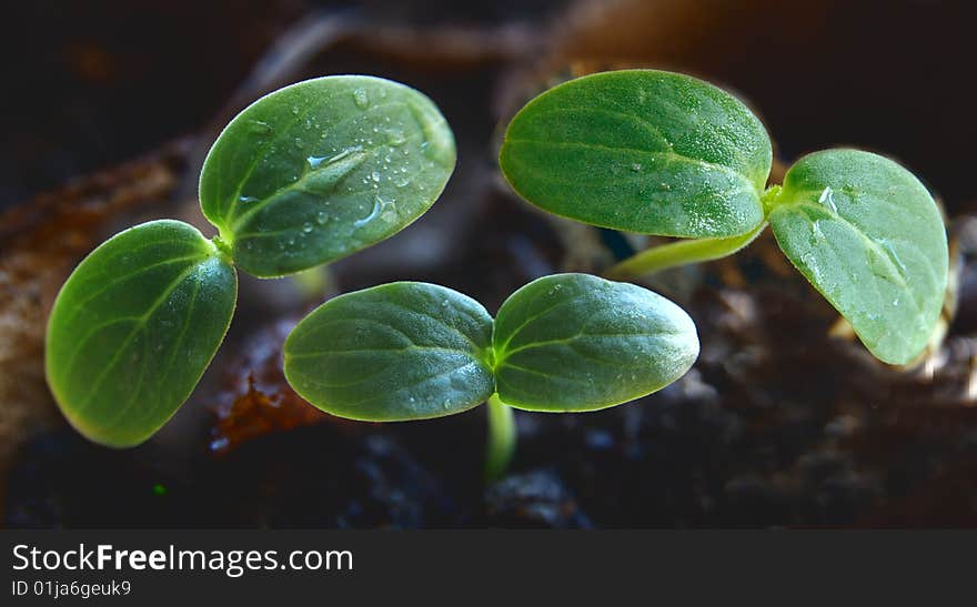 Green leaf with waredrops