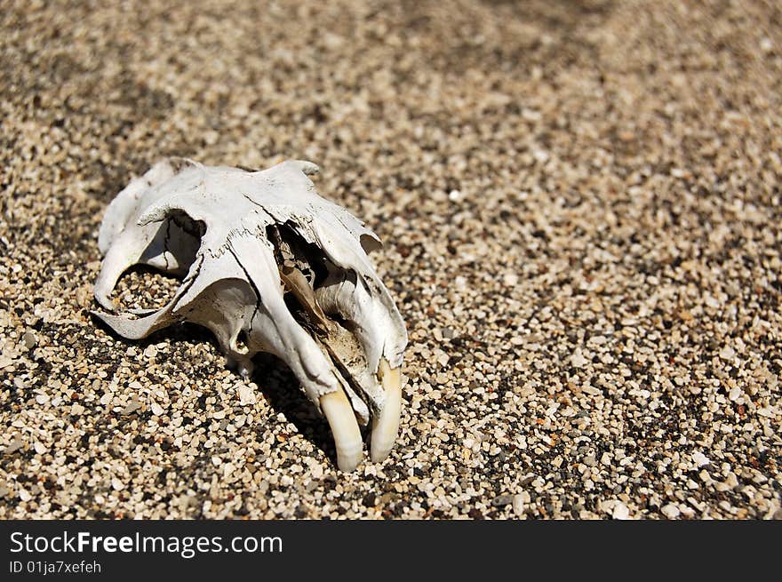 A skull of marmot on sand. A skull of marmot on sand