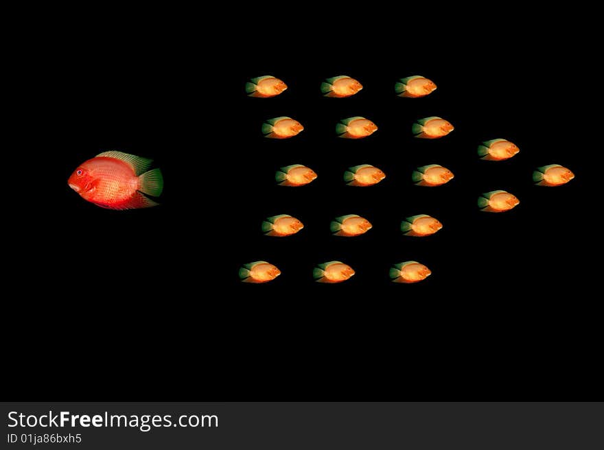 Red fish in water on a black background. Red fish in water on a black background