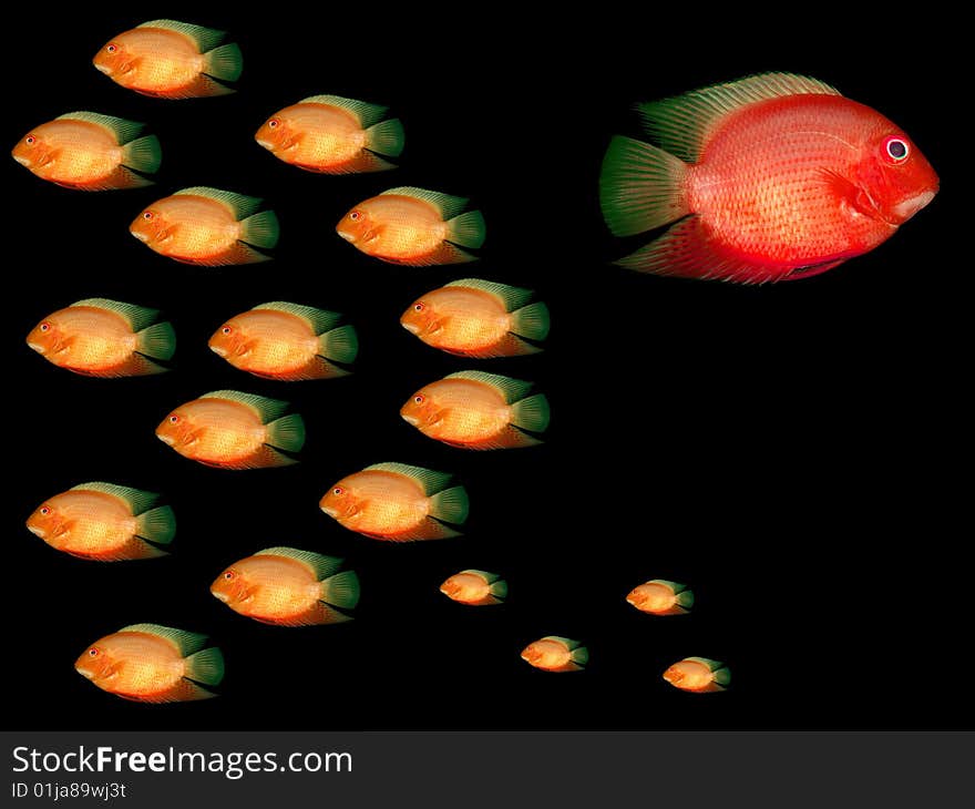 Red fish in water on a black background. Red fish in water on a black background