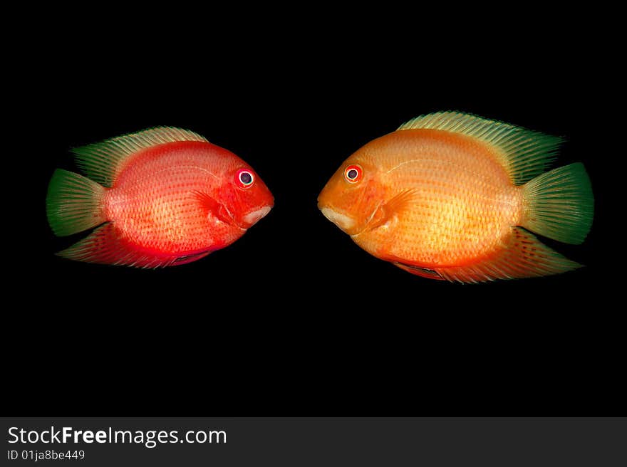 Red fish in water on a black background. Red fish in water on a black background