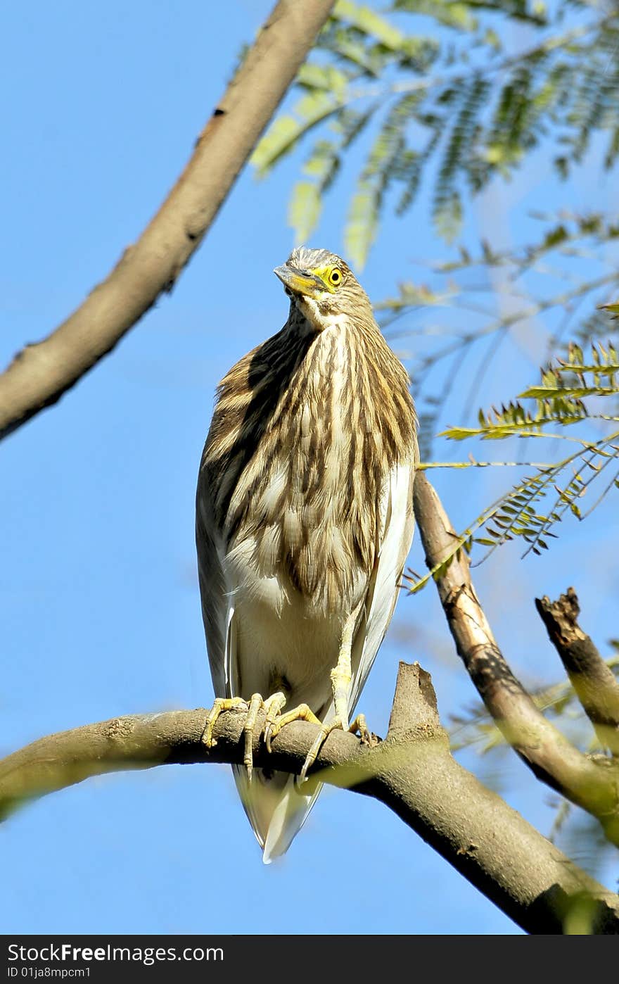 Black crowned heron