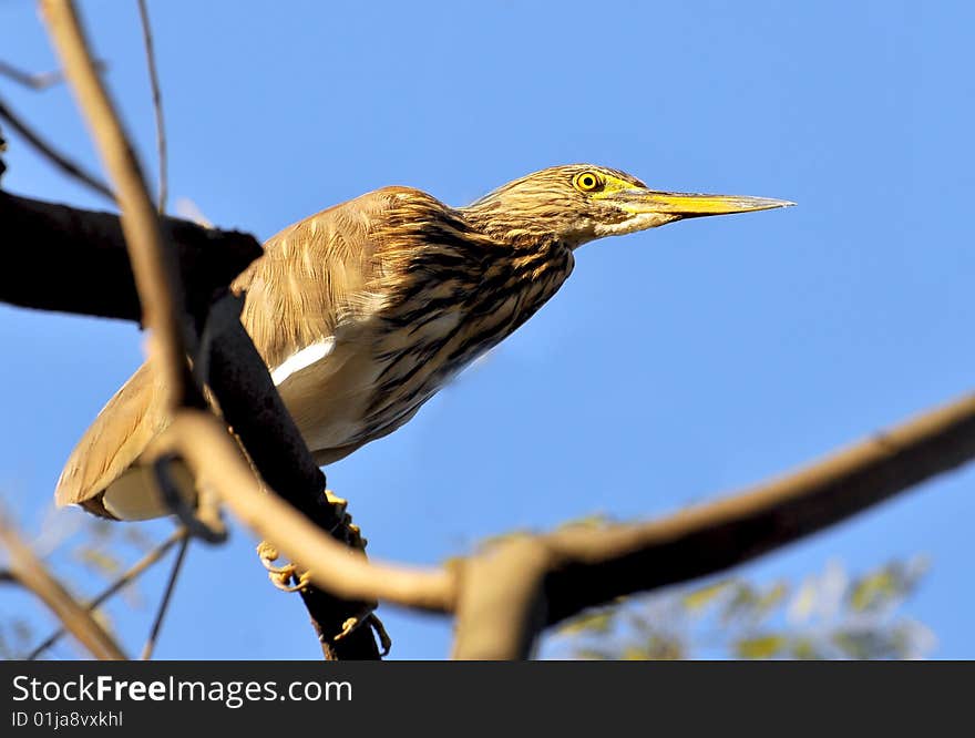 Black crowned heron