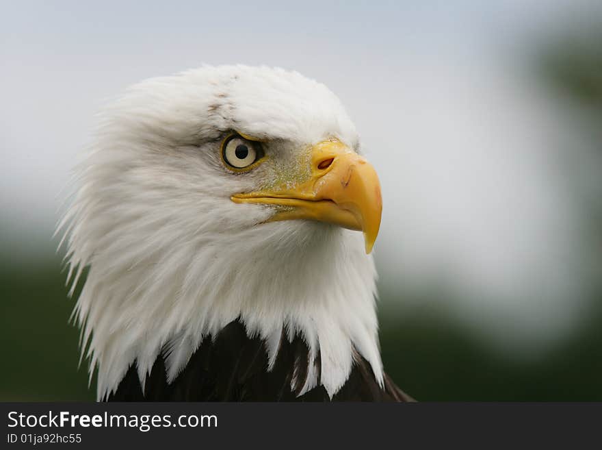 Portrait of a Bald Eagle