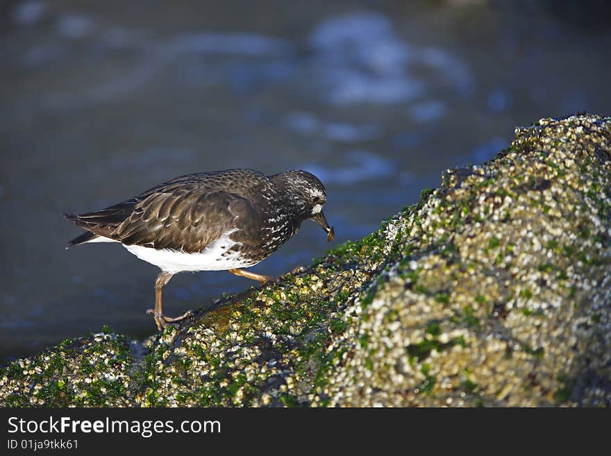 Black Turnstone (Arenaria melanocephala)