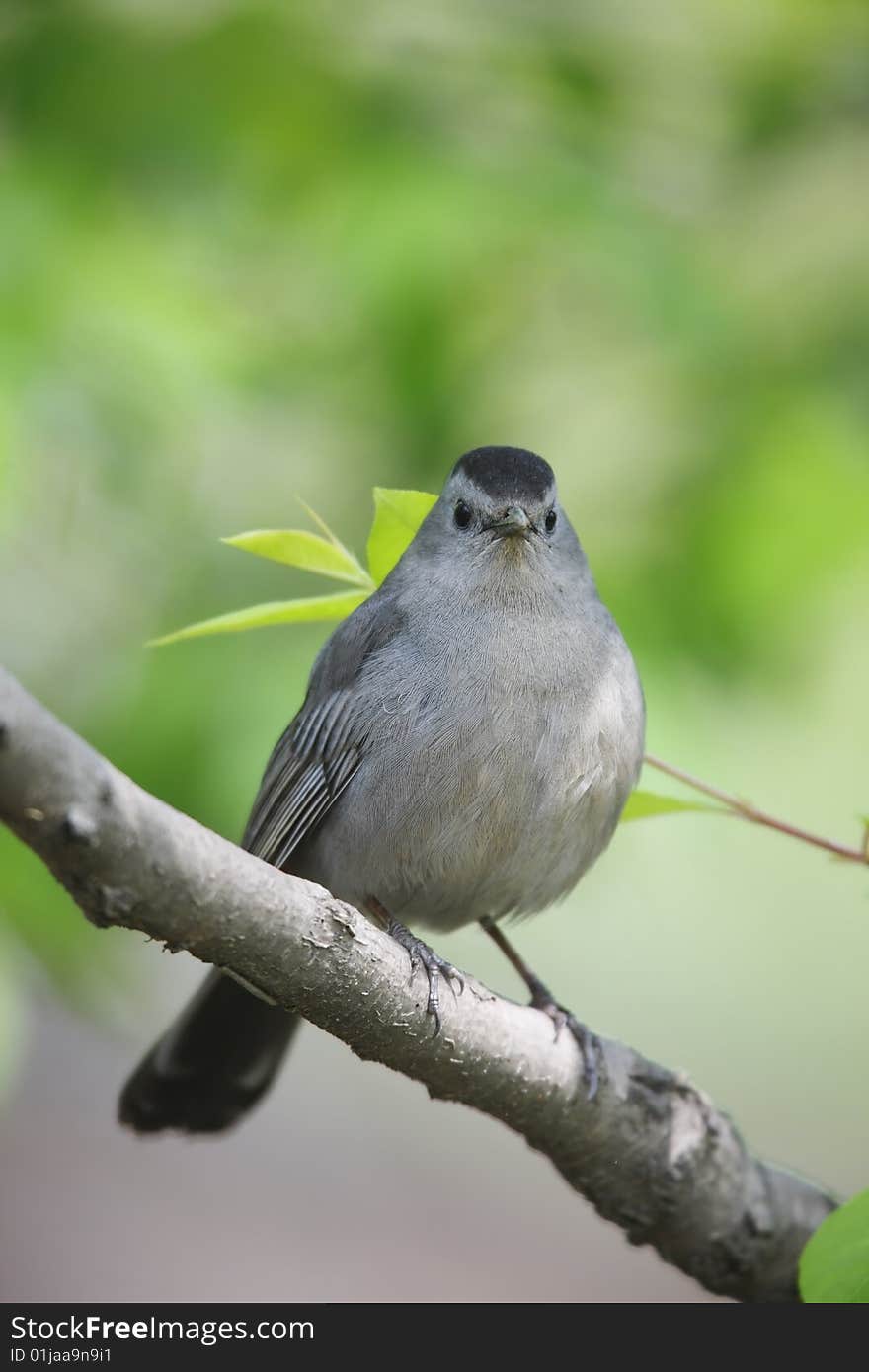 Gray Catbird (Dumetella carolinensis carolinensis)