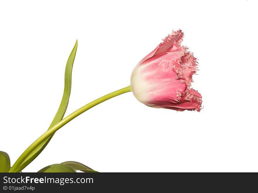 Red isolated tulp on the white background. Red isolated tulp on the white background