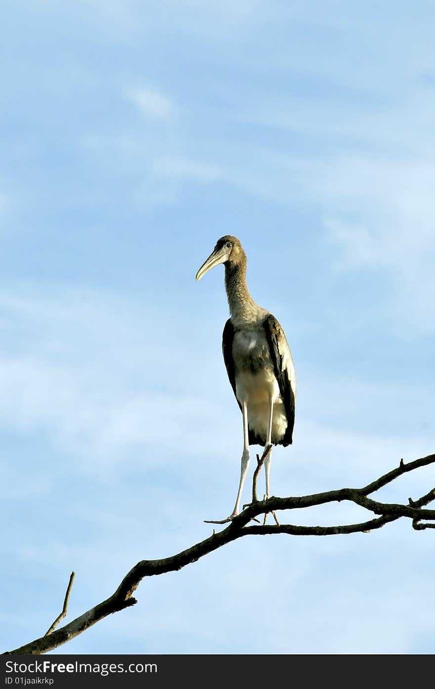 Painted stork