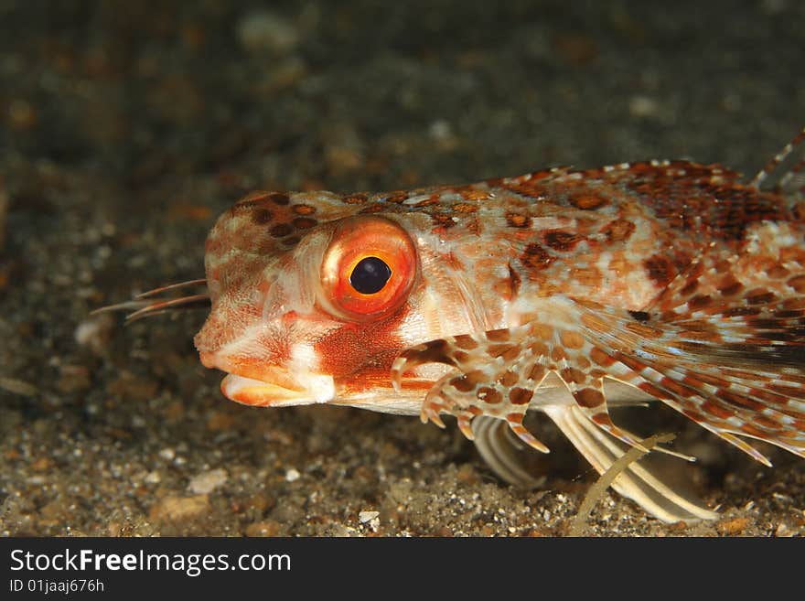 Helmut Gurnard (Dactylopena orientalis)