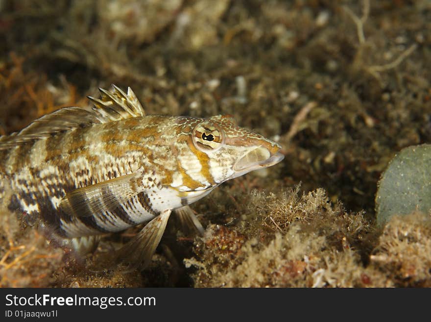 Yellowtail Sandperch (Parapercis sp.) on muck sand bottom