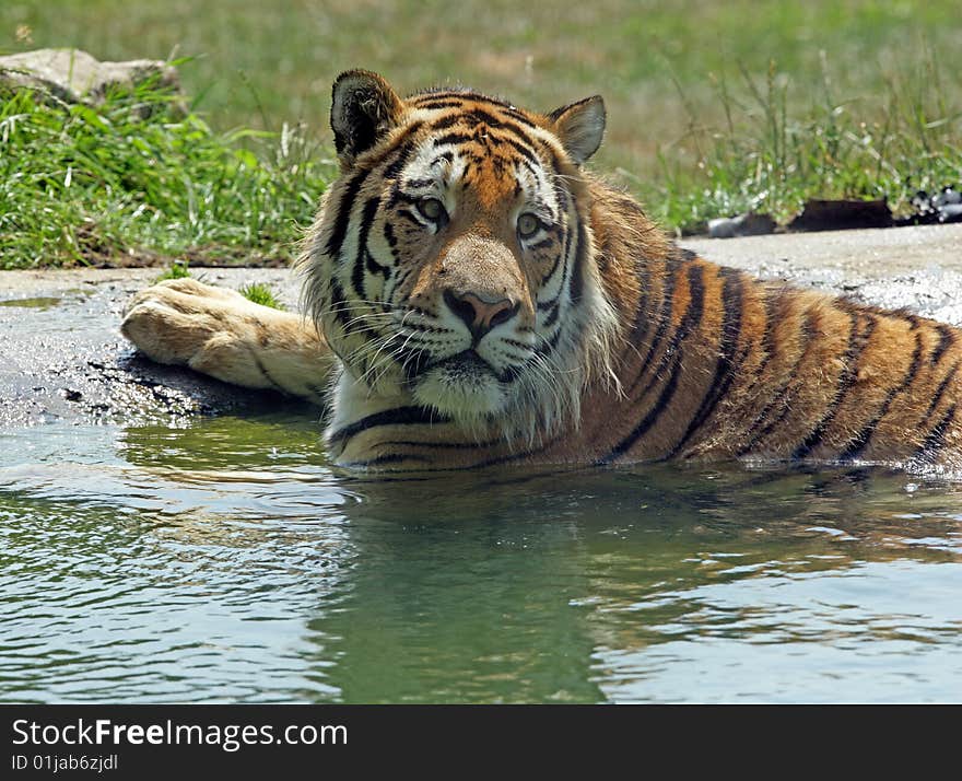 A male Bengal Tiger cooling off in a shallow pool