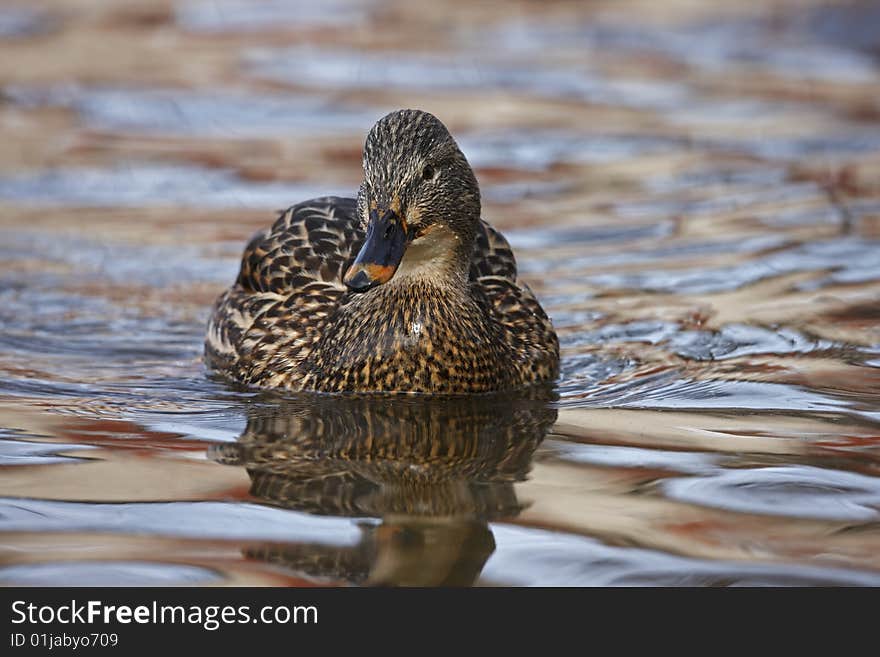 Mallard (Anas platyrhynchos platyrhynchos)