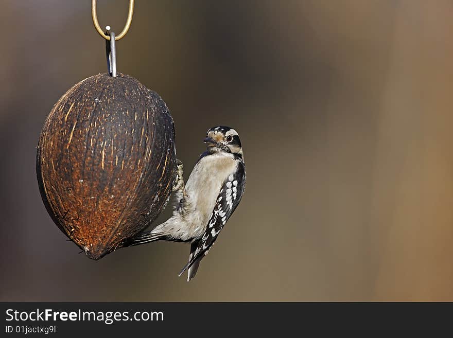 Downy Woodpecker (Picoides pubescens medianus), female on a coconut bird feeder in the Ramble in New York's Central Park.