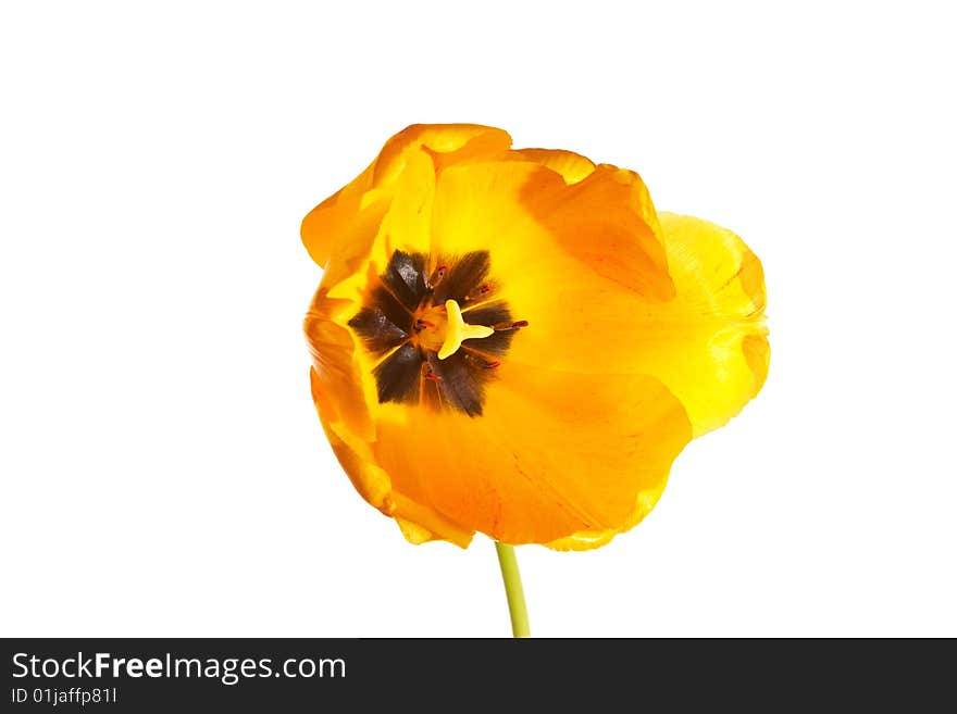 Yellow isolated tulp on the white background. Yellow isolated tulp on the white background