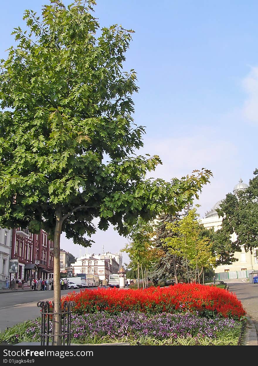 Red flowers on a city bed