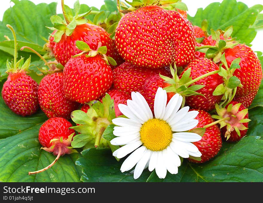 Many ripe strawberries and chamomile