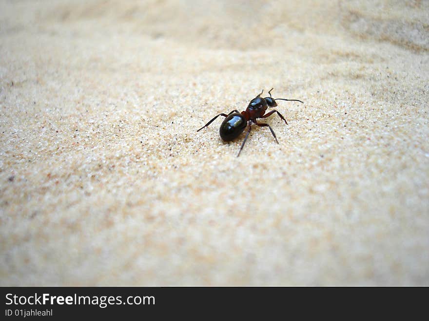 An ant, making its way across a sand field