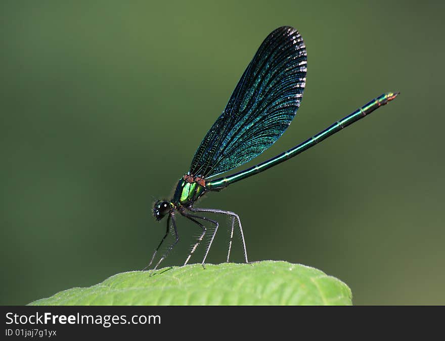 Beautiful demoiselle male - Callopteryx virgo displaying its green metallic colors