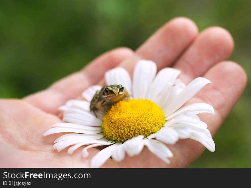 Frog On A Camomile