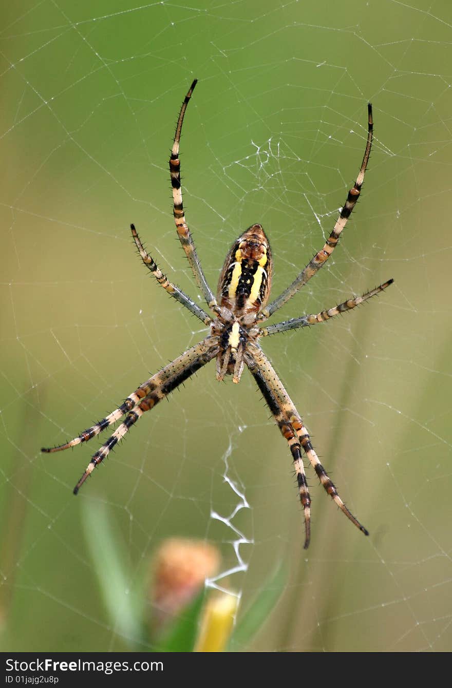 Wasp spider - Argiope bruennichi