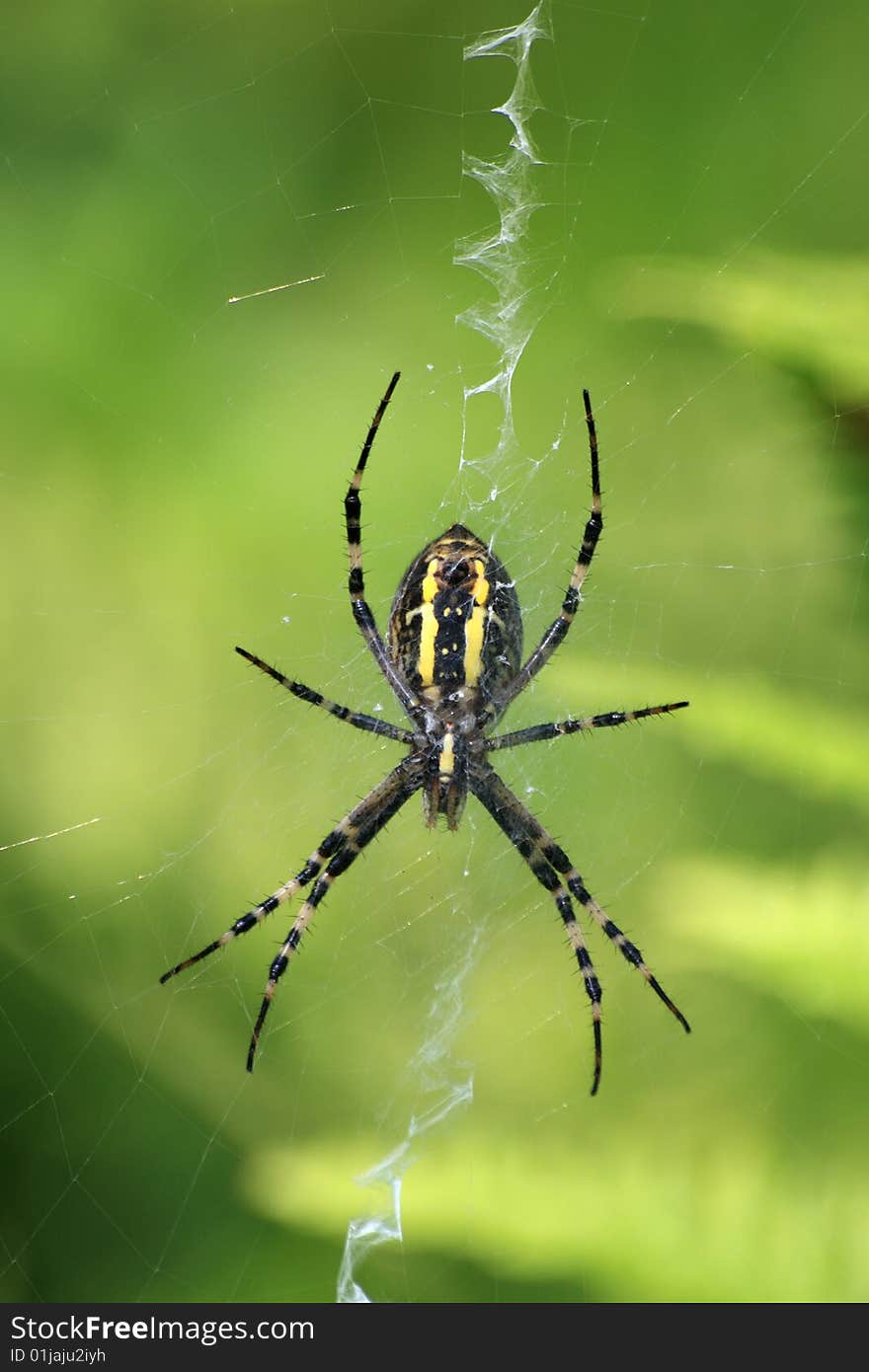 Wasp spider - Argiope bruennichi