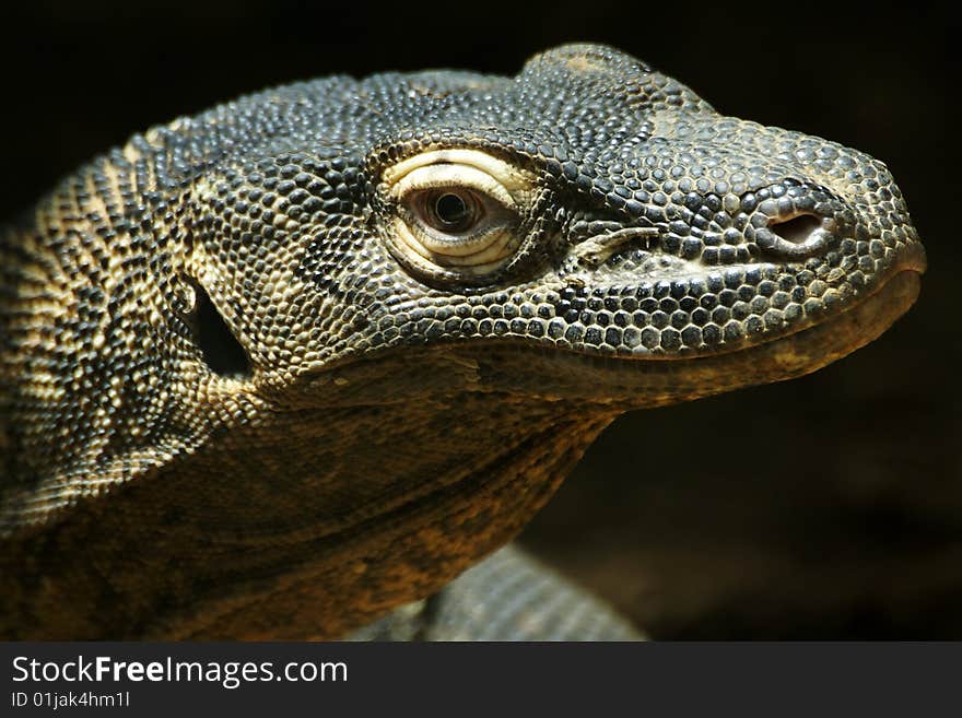 Komodo dragon, Varanus komodoensis, at St. Louis Zoo