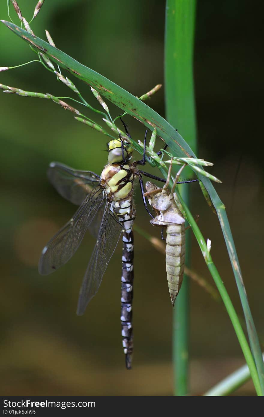 Dragonfly emerging - Aeshna cyanea