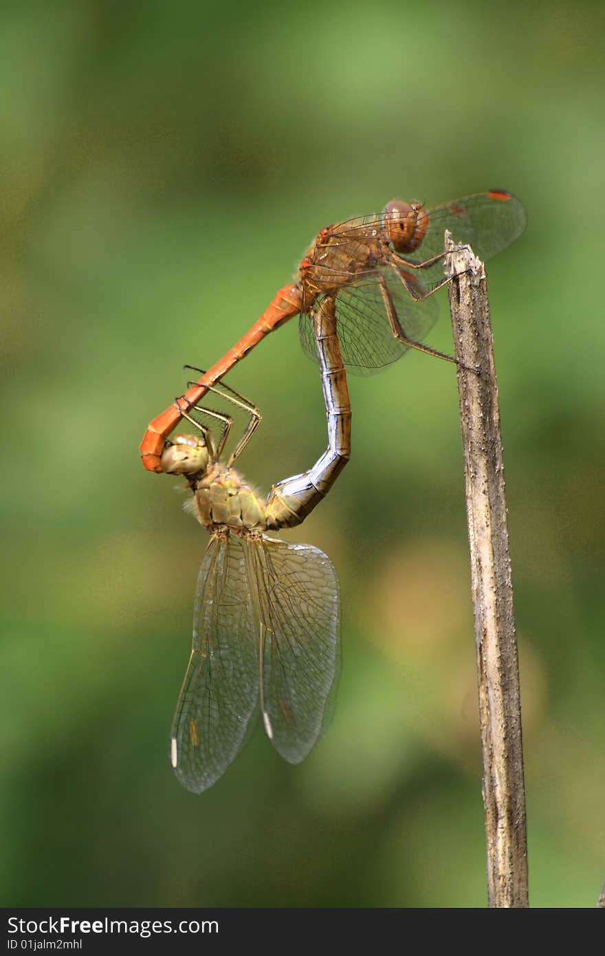 Dragonflies - Southern darter pair