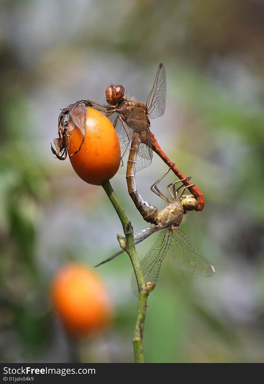 Dragonflies mating on wild rose