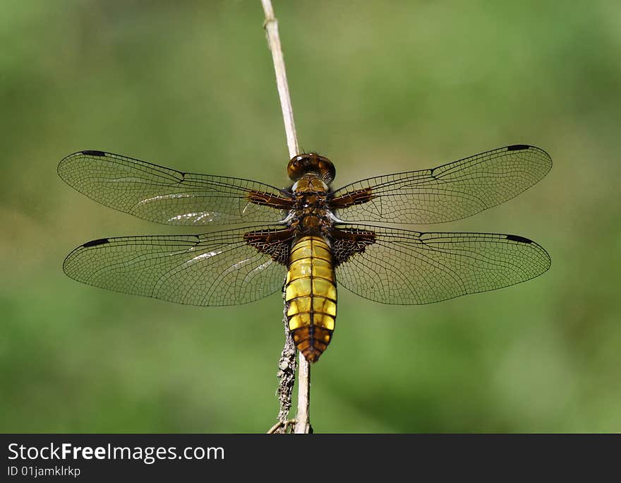 A female Broad-bodied chaser - Libellula depressa. A female Broad-bodied chaser - Libellula depressa