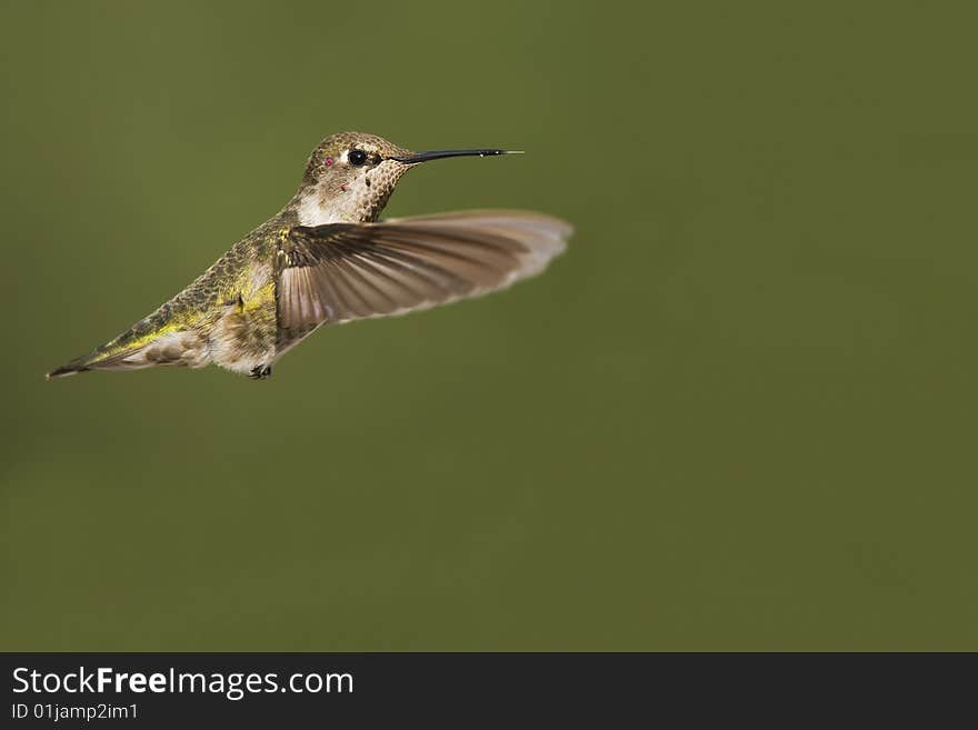 Hummingbird in flight