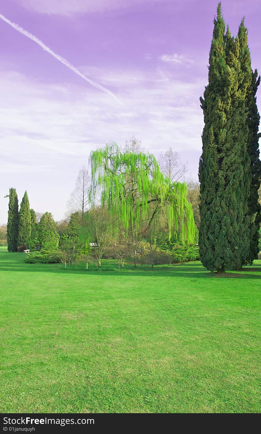 Weeping willow under a violet sky