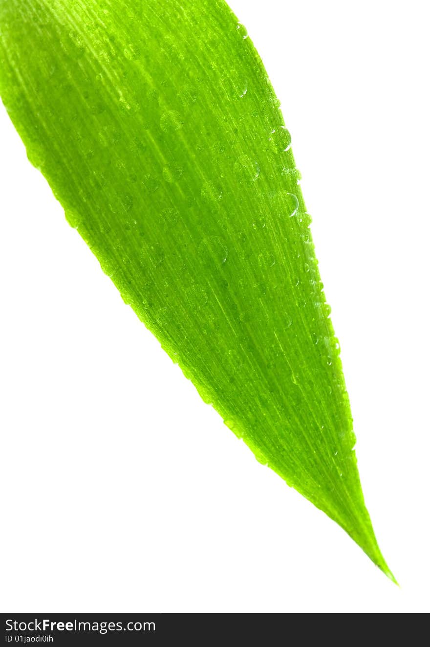 Green leaf isolated on a white