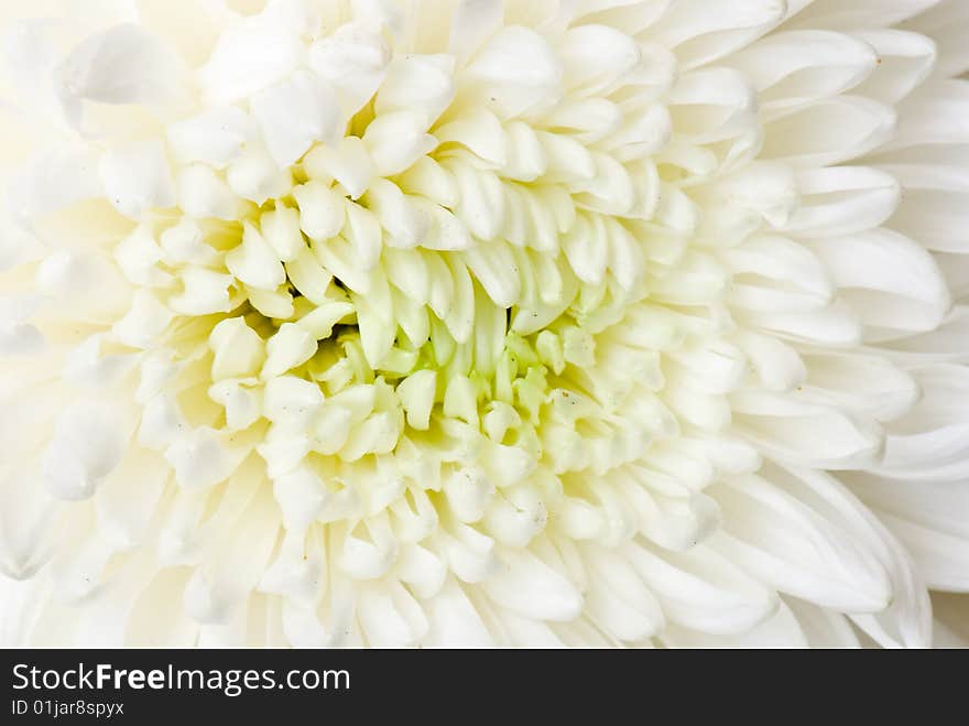 Chrysanthemum