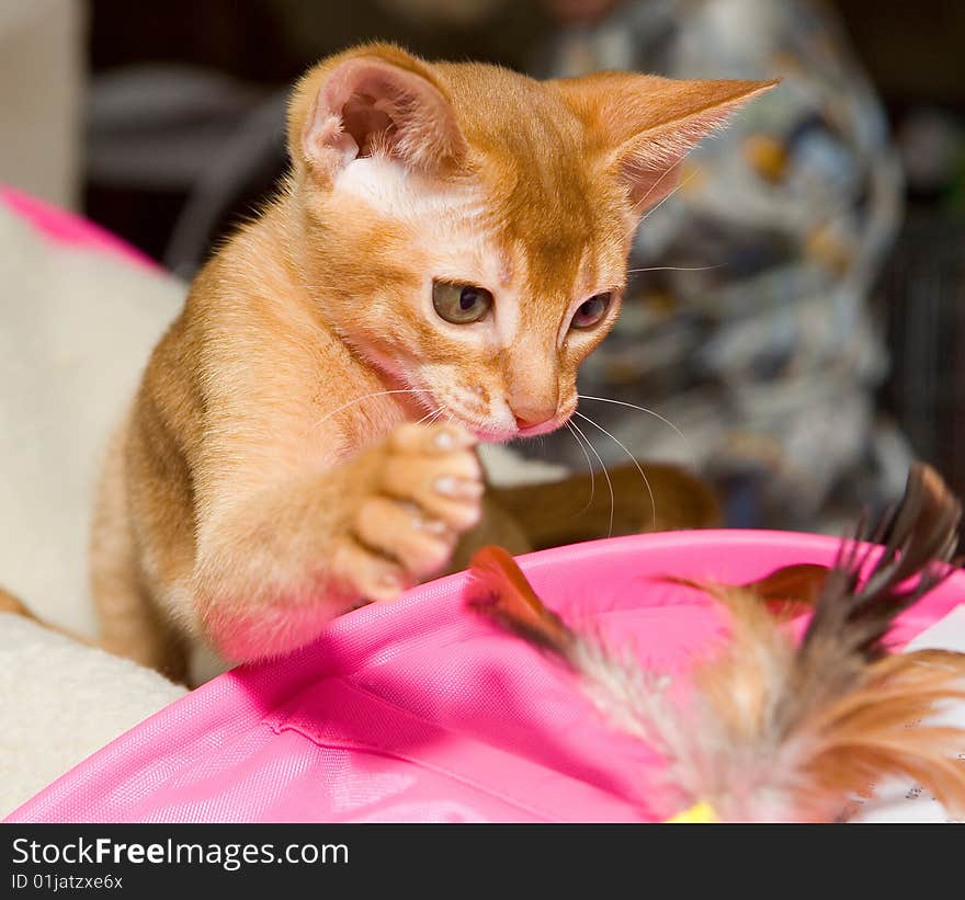 Abyssinian kitten