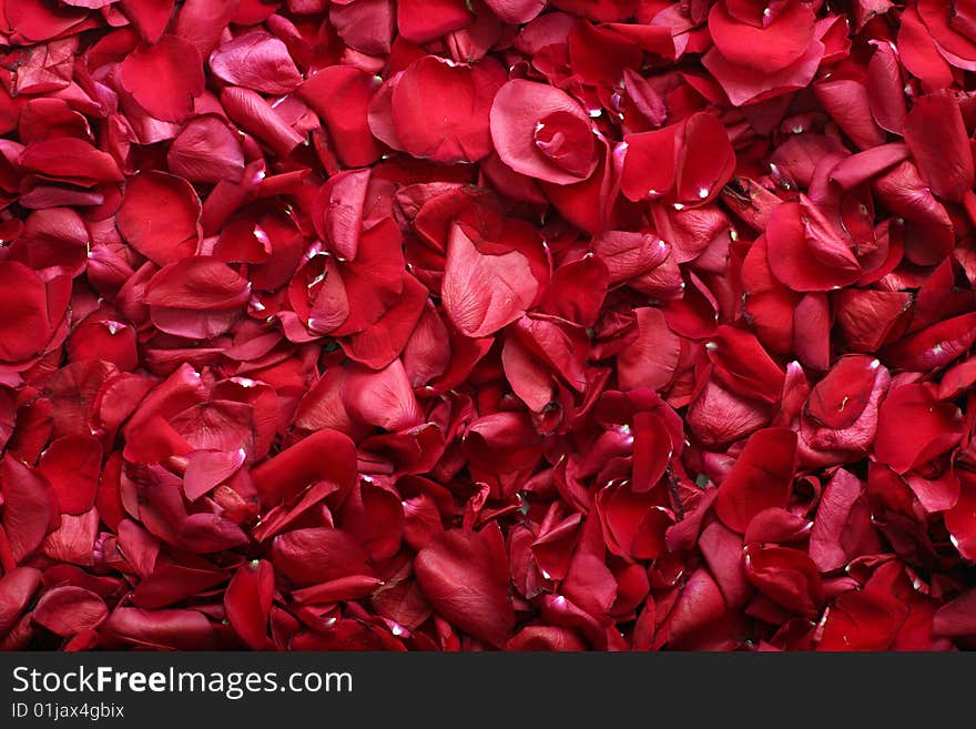 Background from petals of red roses. Background from petals of red roses