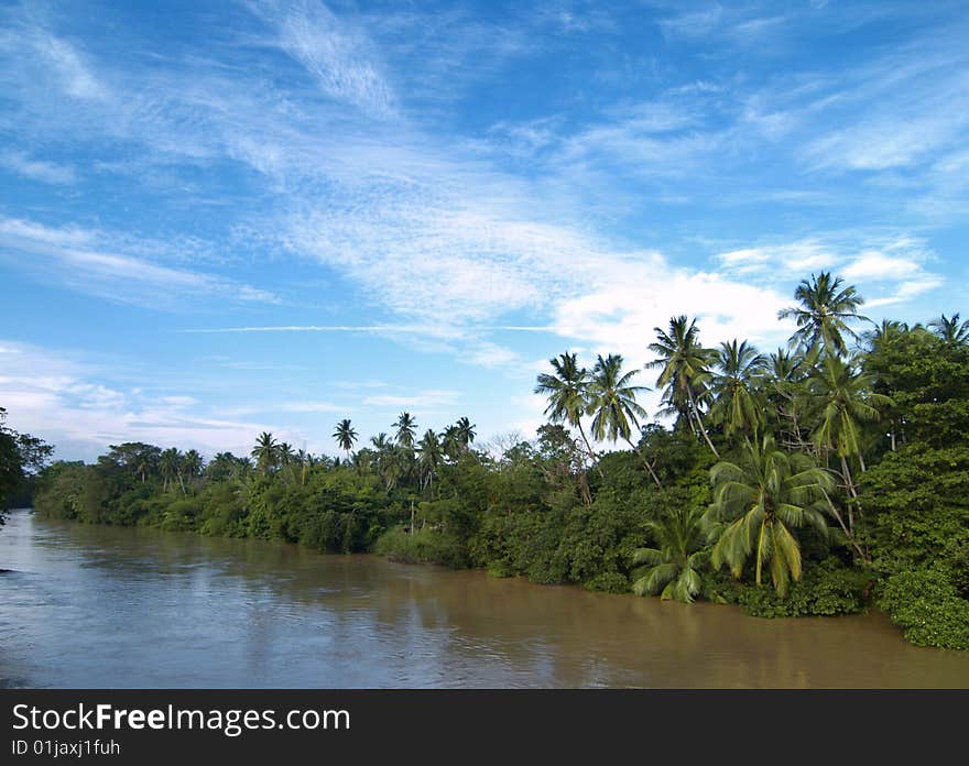 Palm Trees Near River