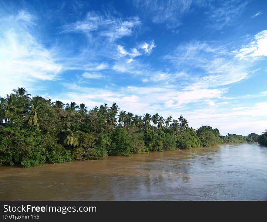 Palm trees near river