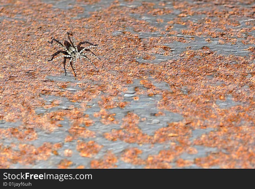 Spider on a rusty surface.